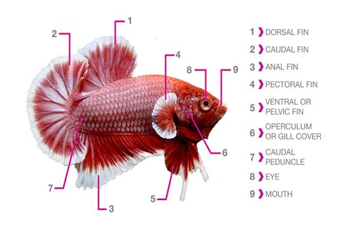 The Anatomy of Fish