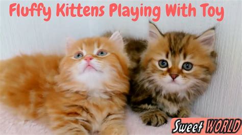 Fluffy Kittens Playing With Toy - THE CUTEST KITTENS - YouTube