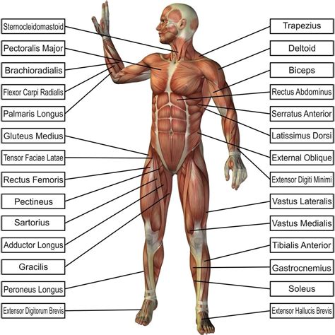 What is Anatomy and Physiology? Fundamentals, Uses And Requirement Full ...