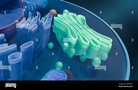 Golgi apparatus, illustration Stock Photo - Alamy