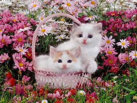 Kittens In The Garden Wallpapers - Wallpaper Cave