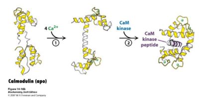 Calmodulin Structure