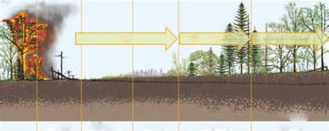 Secondary Succession Diagram | Quizlet