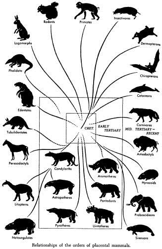 Palaeos Vertebrates Eutheria: Mesozoic Eutheria