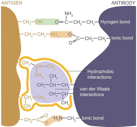 Antigen-Antibody Complex Structure - Creative Biostructure