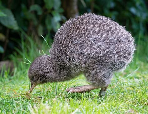 13 Kiwi Facts on New Zealand's Iconic Birds