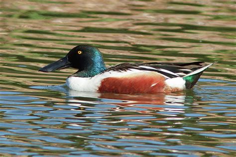 Northern Shoveler Male Photograph by Carl Jackson - Fine Art America