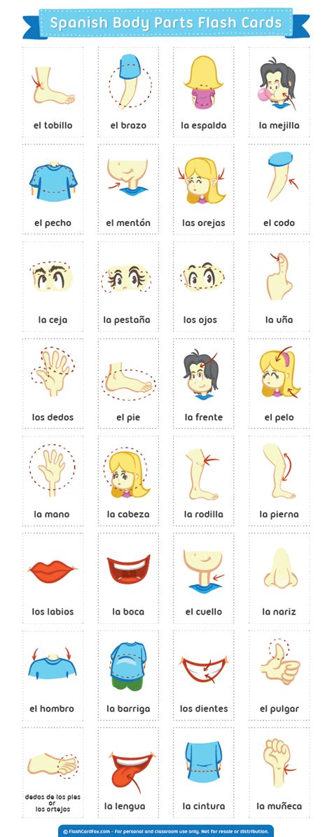 Printable Spanish Body Parts Flash Cards