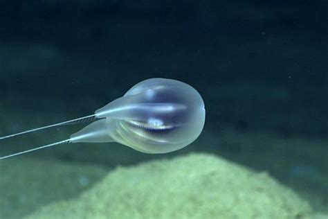 New Species of Comb Jelly near Puerto Rico | WordlessTech