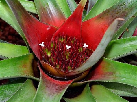 A Guide to Caring for Bromeliad Plants | Happy DIY Home