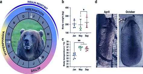 A Study Shows Molecular Pathways Behind Hibernation in Mammals - QS Study