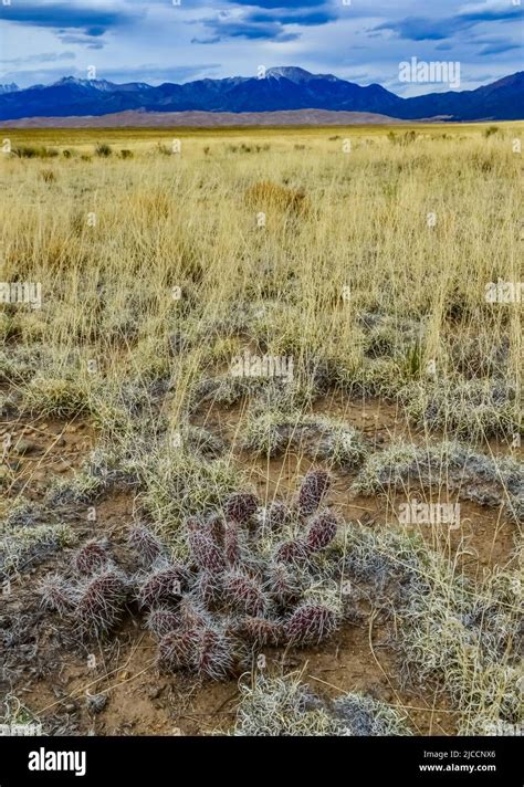 Desert plants, Great Sand Dunes National Park with mountains in the ...