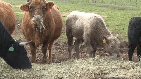 Discovering beefalo: A unique cattle-bison hybrid thrives on Michigan farm