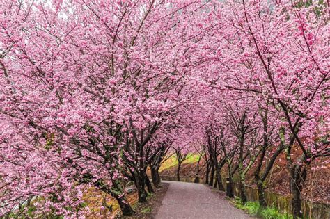 [2023 Cherry Blossom Season] Fushoushan Farm Thousand Cherry Blossom ...