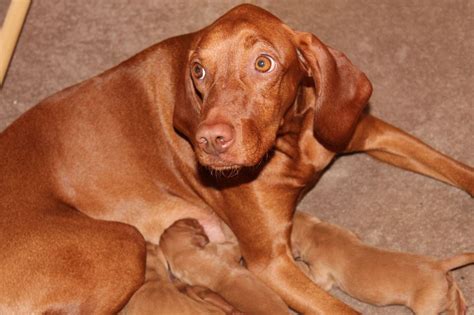 Fotos - Image Of Hungarian Vizsla Puppies For Sale