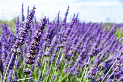 Lavender Field Of Flower · Free photo on Pixabay