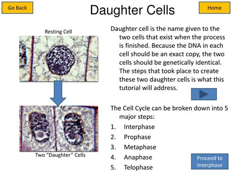 PPT - Cell Cycle and Mitosis Tutorial PowerPoint Presentation, free ...