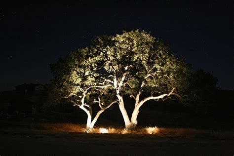 10+ Landscape Up Lighting For Trees – HOMYRACKS