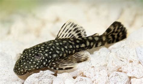 Bristlenose Pleco Guide: Info, Size, Colors & Pictures - Everything ...