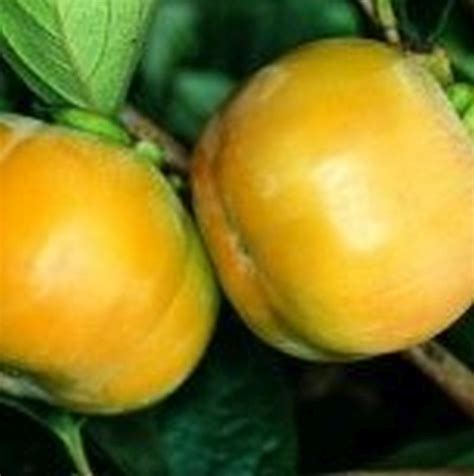 Fuyu Persimmon | Star Nursery Garden and Rock Centers