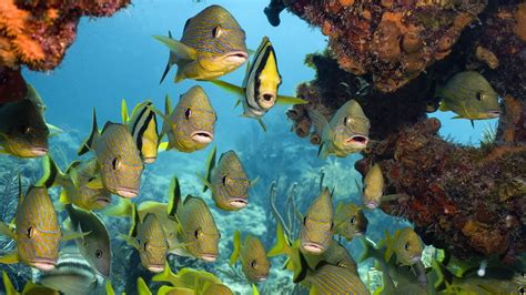 water, animal, coral reef fish, ecosystem, coral, animal wildlife ...