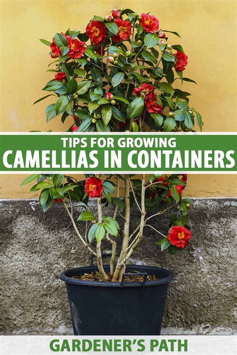 Tips for Growing Camellias in Containers | Gardener’s Path