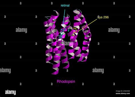 Molecular model of rhodopsin, ribbon diagram Stock Photo - Alamy