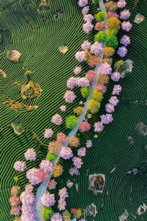 thekimonogallery: Cherry blossoms and tea plantations, Japan . Photography by afun Agata ...