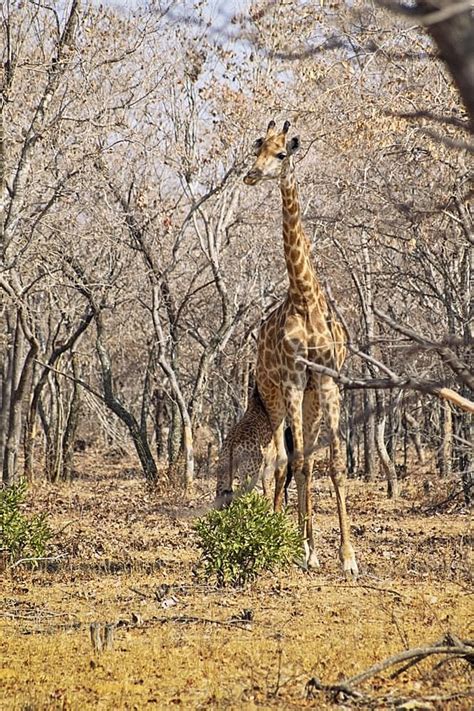 Giraffe Calf Feeding From The Mother In A Dry Forest In South Africa ...