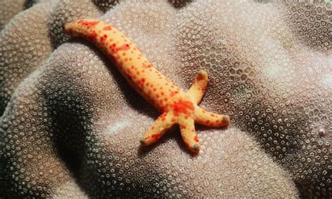 Some species of starfish have the ability to regenerate lost arms. A few can regrow a complete ...