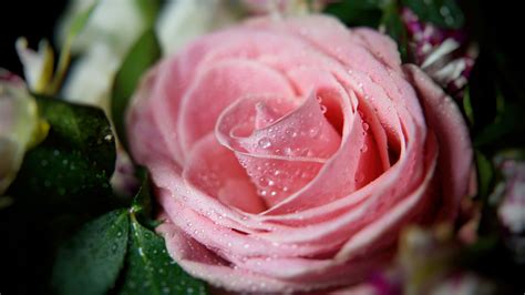 Light Pink Rose With Water Drops 4K HD Flowers Wallpapers | HD Wallpapers | ID #55282