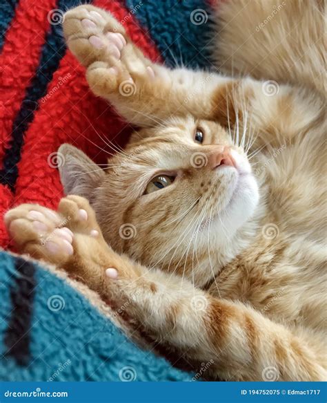 Cute Polydactyl Orange Cat Relaxing, Showing Extra Toes. Stock Image - Image of relaxing ...