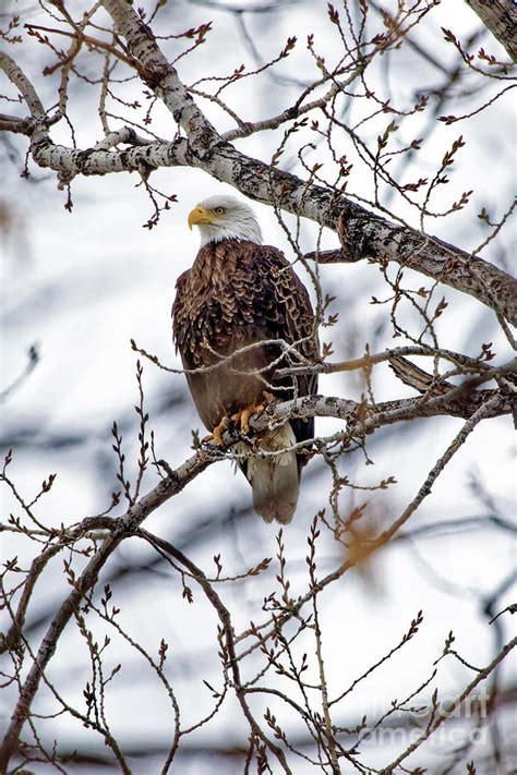 Bald Eagle Eyes Photograph by Natural Focal Point Photography - Fine Art America