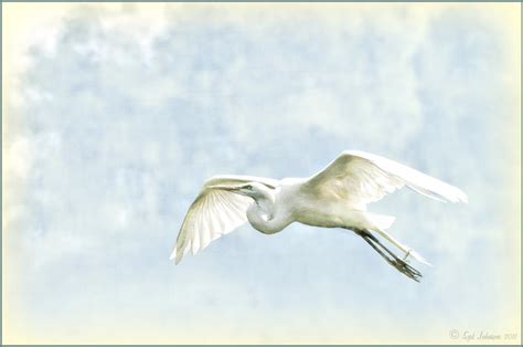 Flying Egret by digitalladysyd on DeviantArt