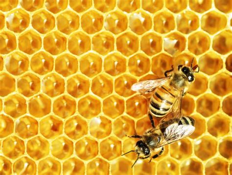 Study Finds Honey bee Food May Contribute to Colony Collapse in the US