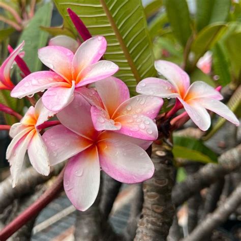 Plumeria Frangipani Maui Princess | 5' Pot - Plant Hawaii