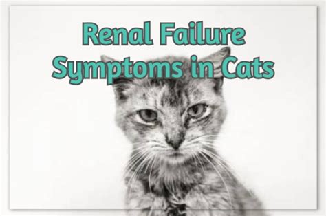 PLEASE READ, LIKE, COMMENT & SHARE: Renal Failure Symptoms in Cats - A Quick Guide 🐾 🐕 🐈 🐘 # ...