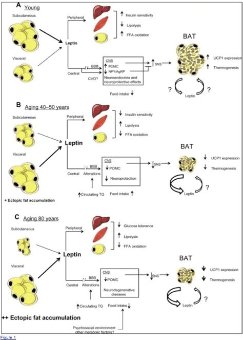 Leptin Diet Guide: How to Treat and Reverse Leptin Resistance with Food