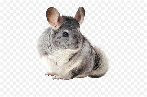 Chinchillas Stickers For Whatsapp - Transparent Chinchilla Clear ...