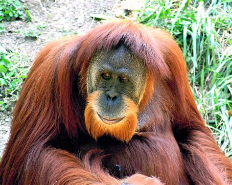 Endangered Animals (Orang Utan) Borneo ~ Animal Pics On The World