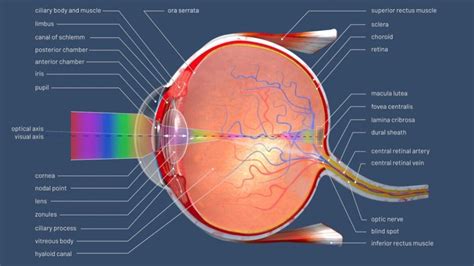 Everything You Need to Know About the Cornea Function