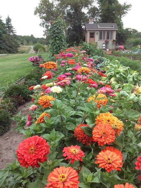 Zinnias in our Garden | Plants, Zinnias, Garden