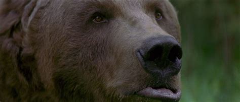 Bart the Bear (January 19, 1977 - May 10, 2000) was an Alaskan Kodiak Bear that appeared in ...