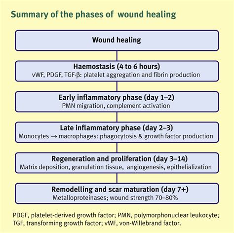 Surgical Wound Healing Stages