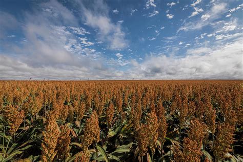 Sorghum Field Photograph by Scott Bean - Fine Art America