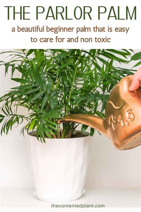 Parlor Palm Care Guide - The Contented Plant