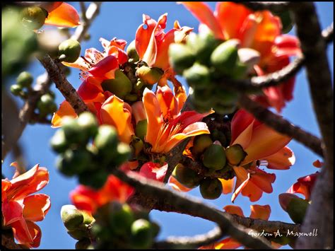 Vacation 2011: Flowers of Brazil