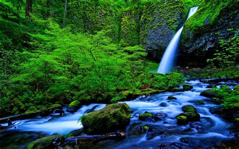 Download Moss Green Tree Stream Forest Nature Waterfall HD Wallpaper