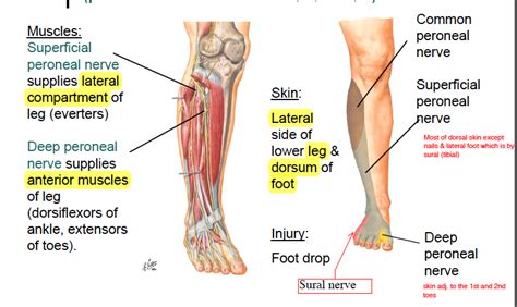 common fibular nerve - Google Search | Medical photos, Common fibular nerve, Medical