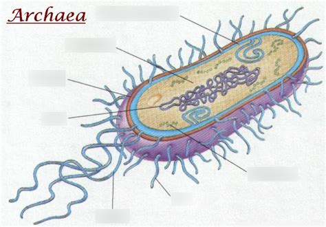 Archaebacteria Diagram